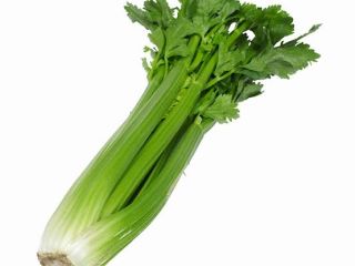 I offer fresh celery (Apium graveolens), a crunchy and