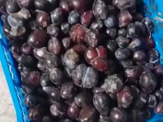 I will sell frozen plums in 30 kg bags.