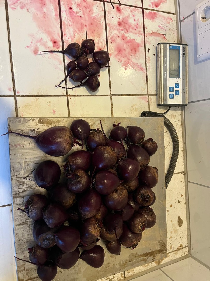 I am selling beetroot in 33334 Gütersloh, size between 35-55 mm