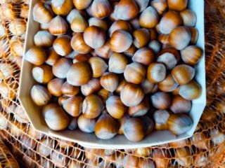 Varieties: Catalan, Barcelona, Halle Giant, approx. 5 tons, family