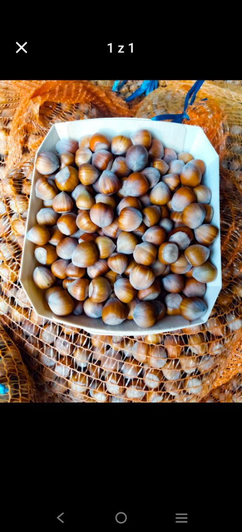 Varieties: Catalan, Barcelona, Halle Giant, approx