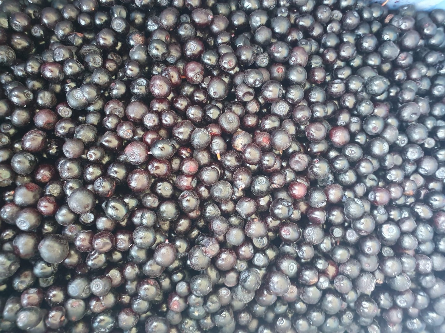 I am selling forest blueberries