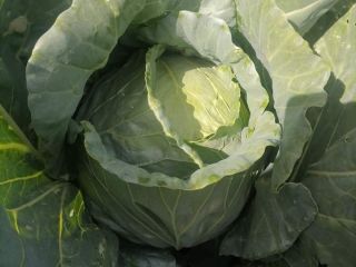 I offer Balkan cabbage, price without VAT 1.20 BGN/kg