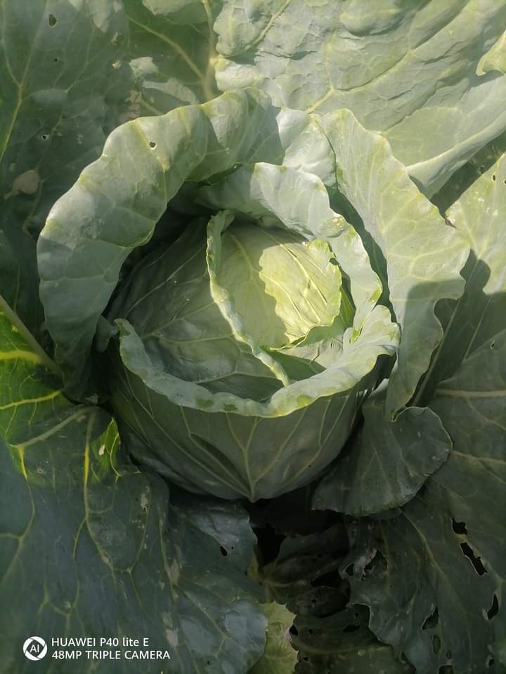 I offer Balkan cabbage, price without VAT 1.20 BGN/kg Bulgaria Cabbage is not fertilized with absolutely any fertilizers