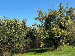 I sell quinces from my own production/farm