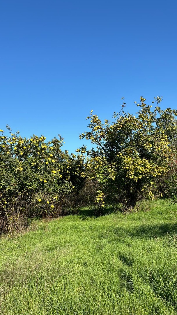 I sell quinces from my own production/farm