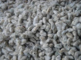 COTTON SEED FOR SALE FOR ANIMAL FEED. COTTON CAKE