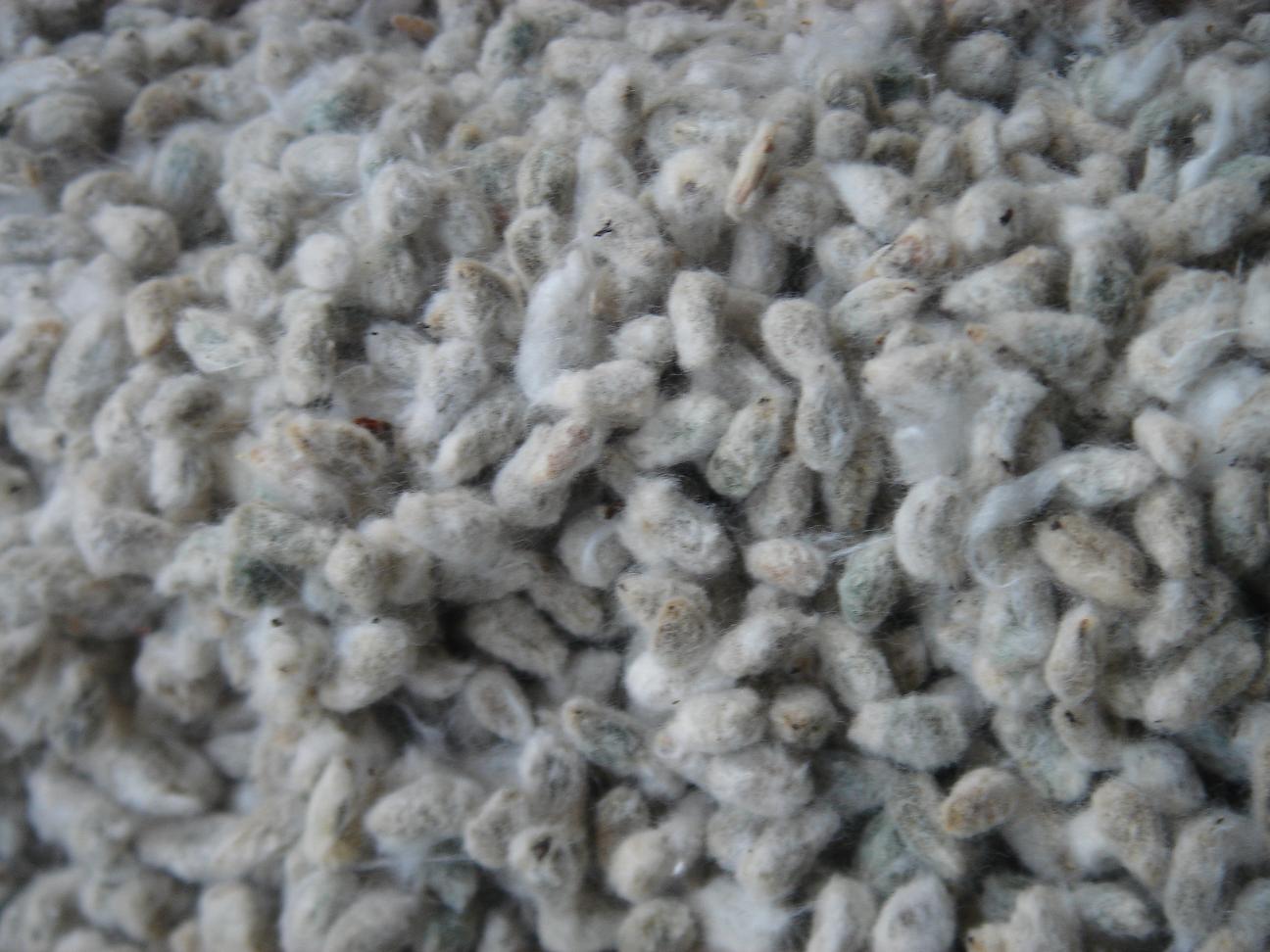 COTTON SEED FOR SALE FOR ANIMAL FEED