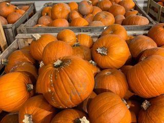 Halloween Pumpkin Available immediately 17 tons. Packed in box