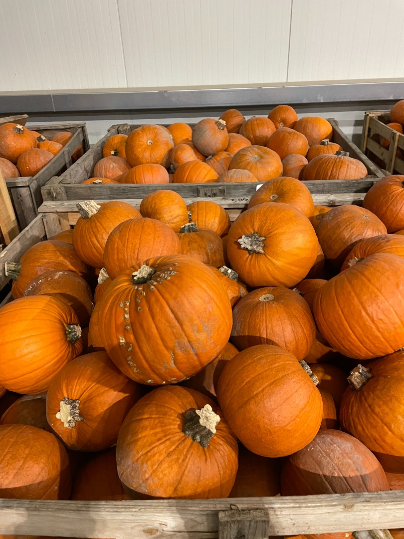 Halloween Pumpkin Available immediately 17 tons