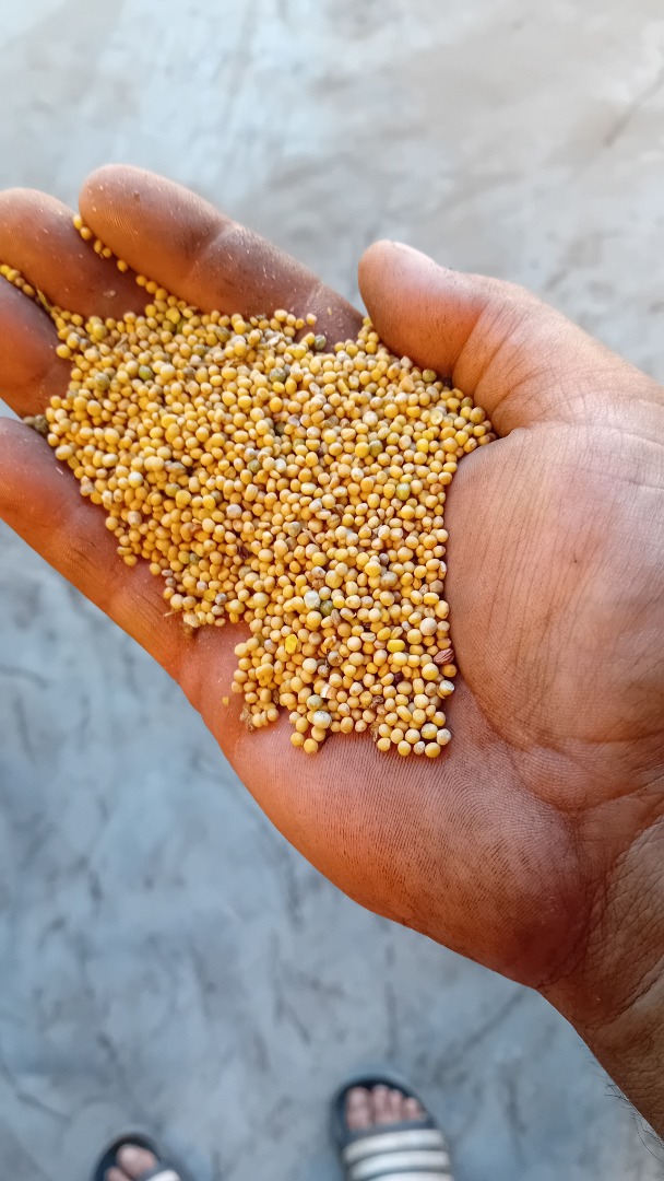I will sell white mustard seeds, dry, clean, no foreign odors, very good germination, no glyphosate