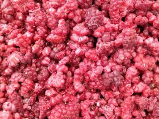 I have for sale frozen raspberries, 25 kg bag,