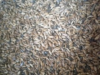 I have for sale milk thistle seed, not sprayed