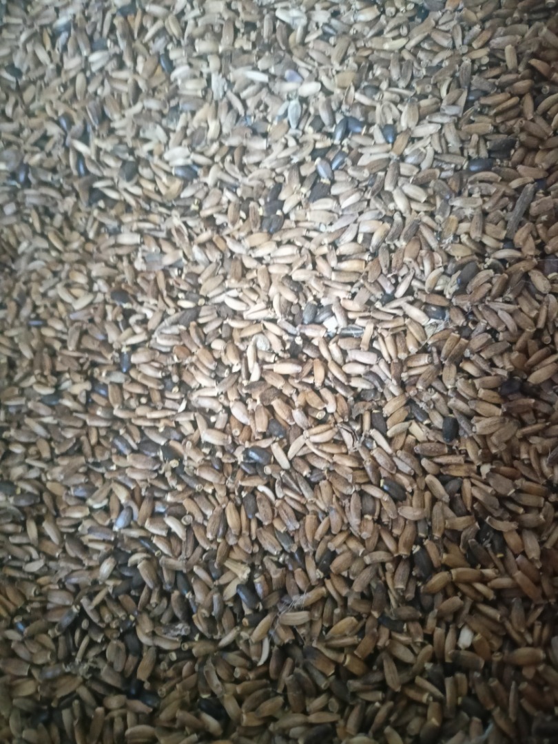 I have for sale milk thistle seed, not sprayed or dried chemically, harvested in two stages, grown organically