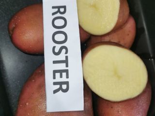 Good day, we sell red, white and yellow potatoes,