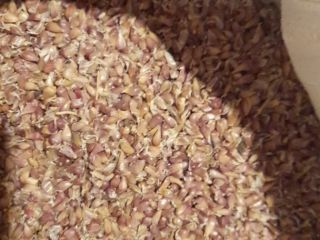I buy SOFIEVSKY garlic seed