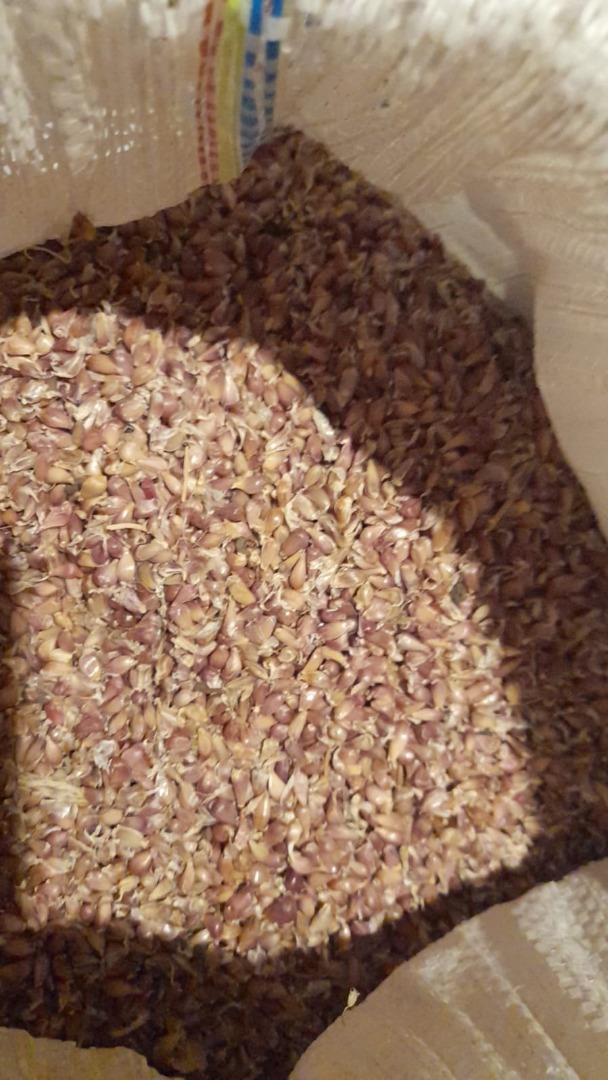 I buy SOFIEVSKY garlic seed
