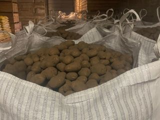 Hello. I represent a company that grows potatoes in