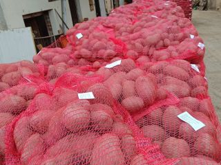 We have 500 tons of potatoes. Packed in 10