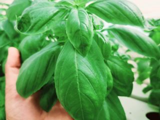 Fresh and high quality basil ,we graw it on