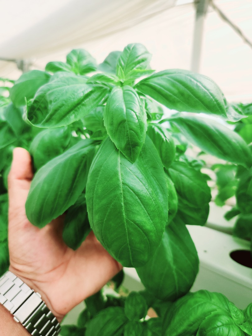 Fresh and high quality basil ,we graw it on hydroponics system, looking for long term contract, also can supply with pot