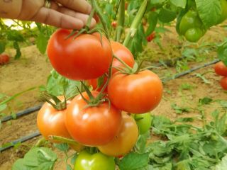 We have a high quality tomato product available in