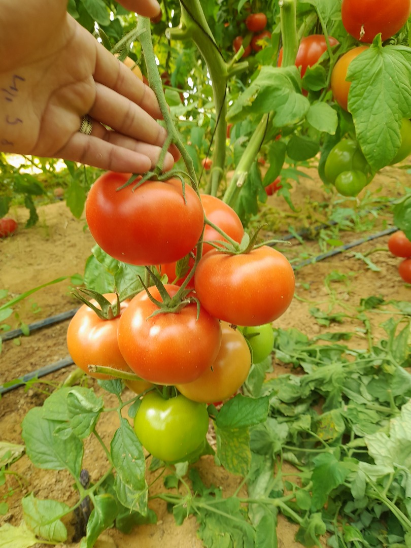 We have a high quality tomato product available in quantity