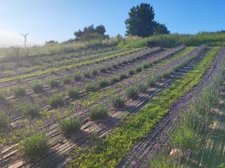 I am selling dried lavender bunches, about 3000-4000 pieces