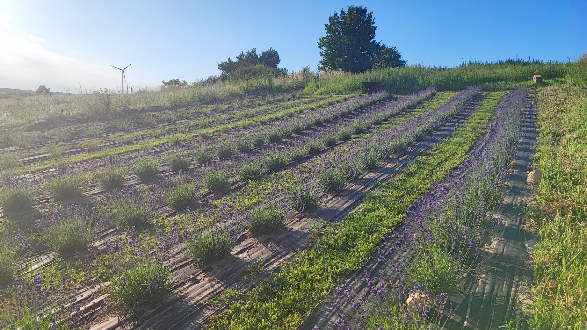 I am selling dried lavender bunches, about 3000-4000 pieces in total
