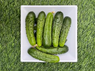 Unique cucumber of the European Gherkin variety with a