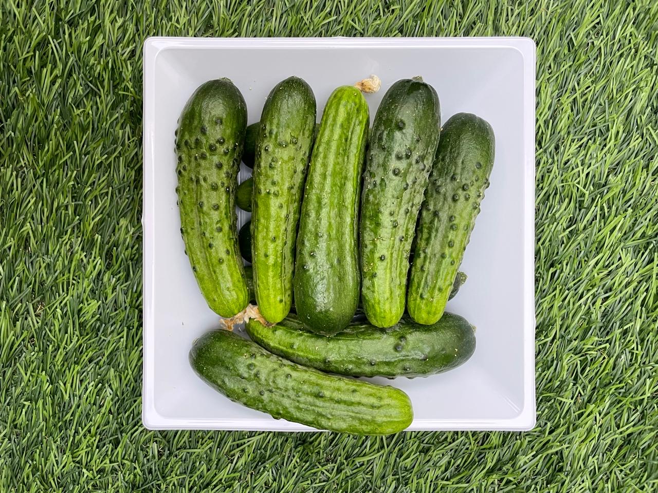 Unique cucumber of the European Gherkin variety with a very strong smell, crunchy and great flavor