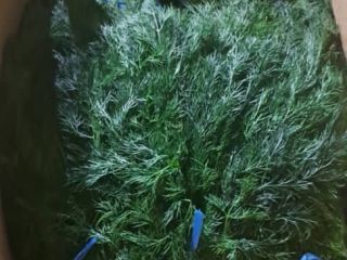I will sell Beautiful Dill from import fresh entry