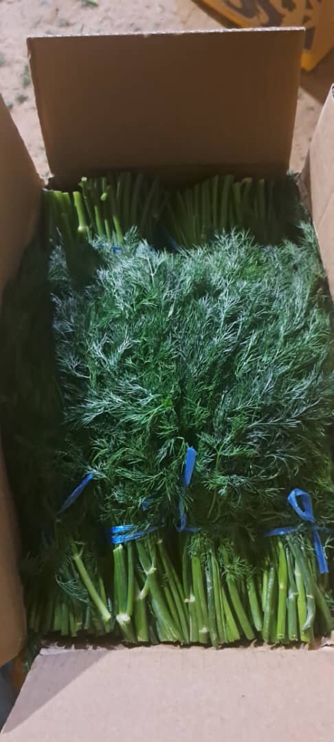 I will sell Beautiful Dill from import fresh entry tomorrow