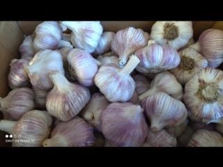 I sell Argentine garlic from the city of Mendoza,
