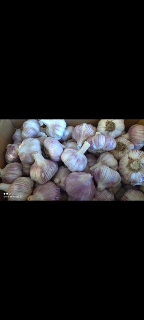 I sell Argentine garlic from the city of Mendoza, excellent quality, we sell all sizes, we are exporters contact