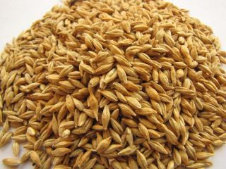 Source the finest Ukrainian barley for your business, whether