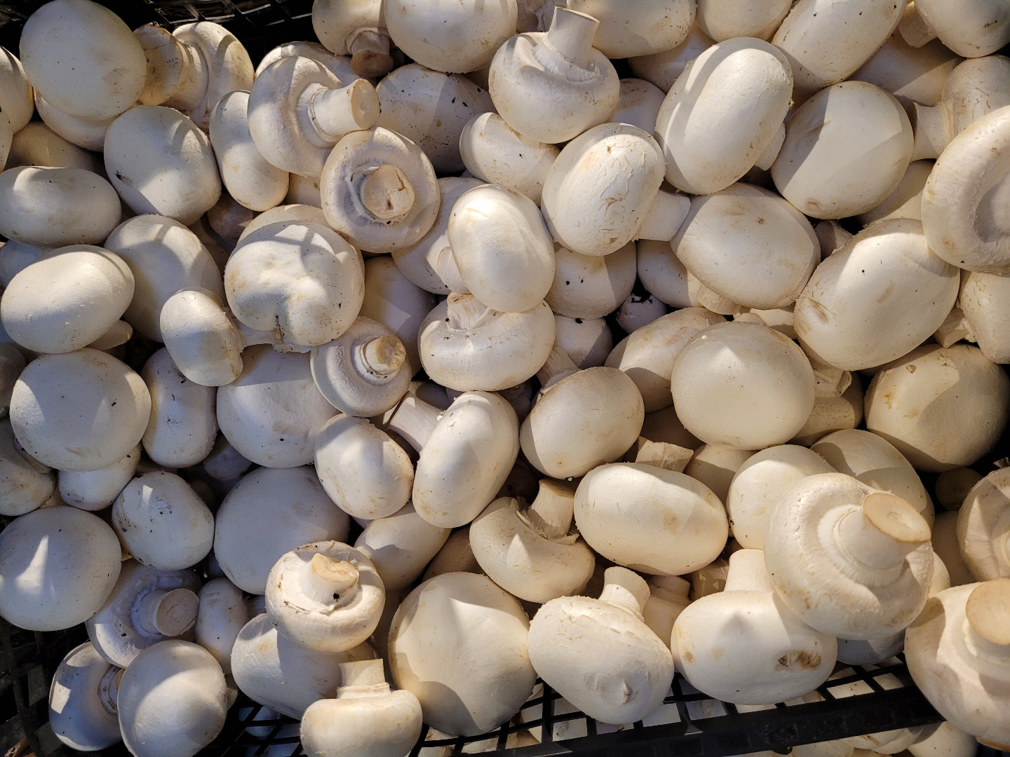 Good morning, I have a white mushroom for sale
