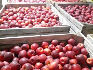 We sell apples of the following varieties: Golden Delicious,
