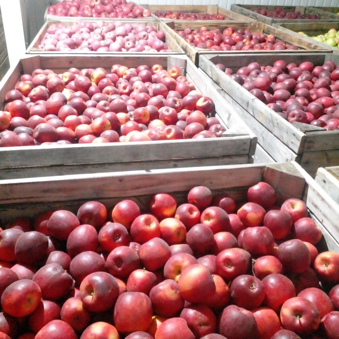 We sell apples of the following varieties: Golden Delicious, Fuji, Story Inored, Reinette Simirenko