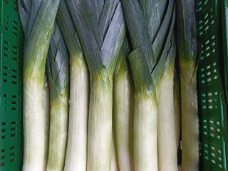 I will sell leek per kg or piece. Commercial