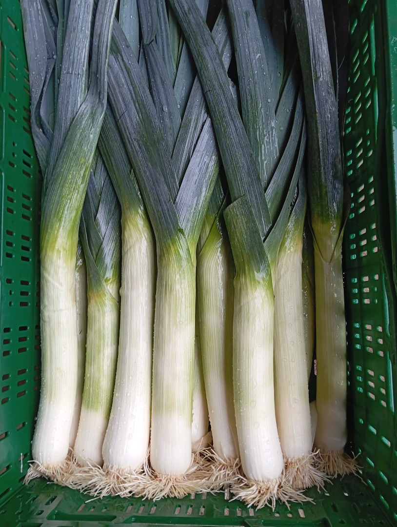 I will sell leek per kg or piece