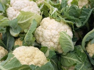 I will sell cauliflower quality I