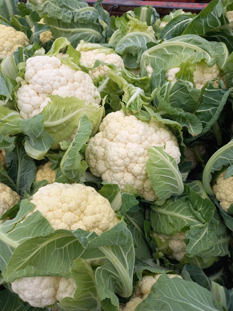I will sell cauliflower quality I