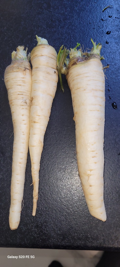 Hello, I have for sale Eagle parsley dug straight from the field, unwashed, nice and healthy - I have 5 tons for sale - sale by the bag or in bulk