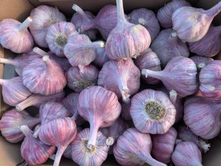 We are a direct importer of garlic, offering garlic