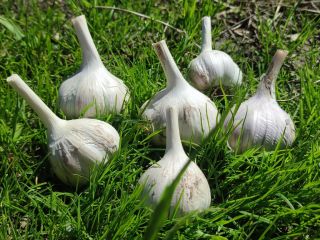 Garlic for sale straight from the garden, young, grown,