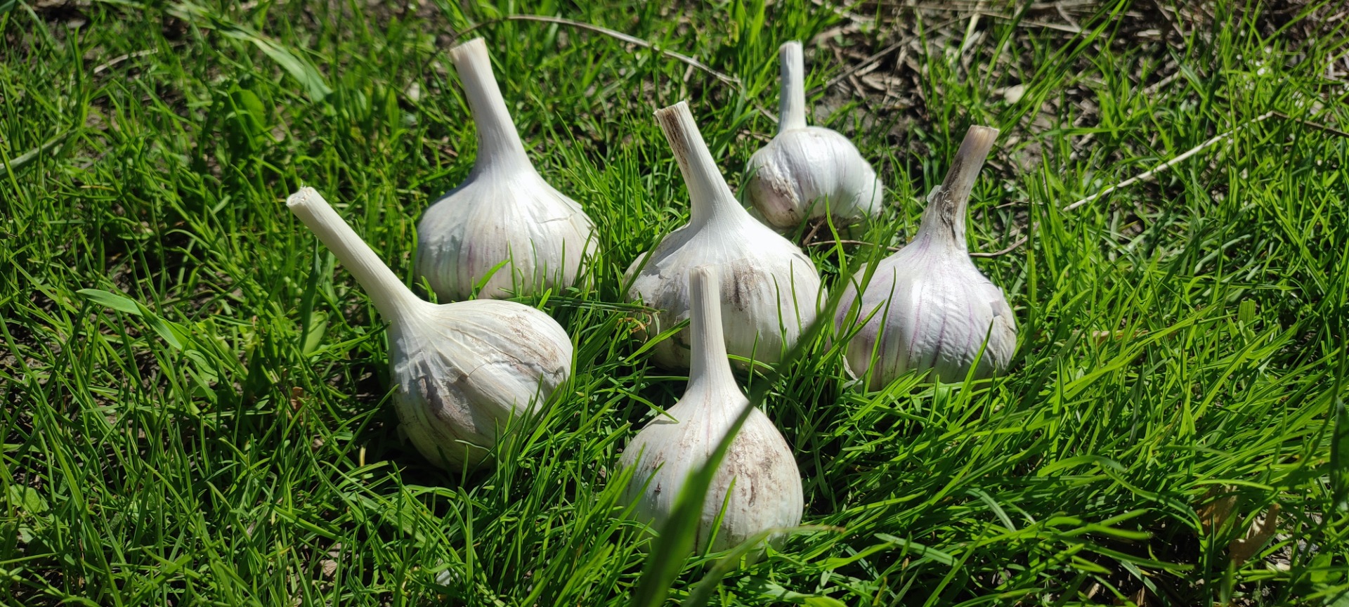 Garlic for sale straight from the garden, young, grown, large heads