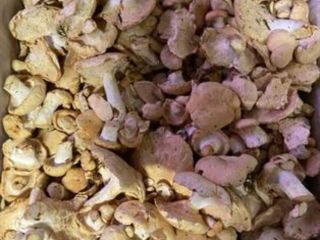 Se vende Angula de monte, 9 euros per kilo,
