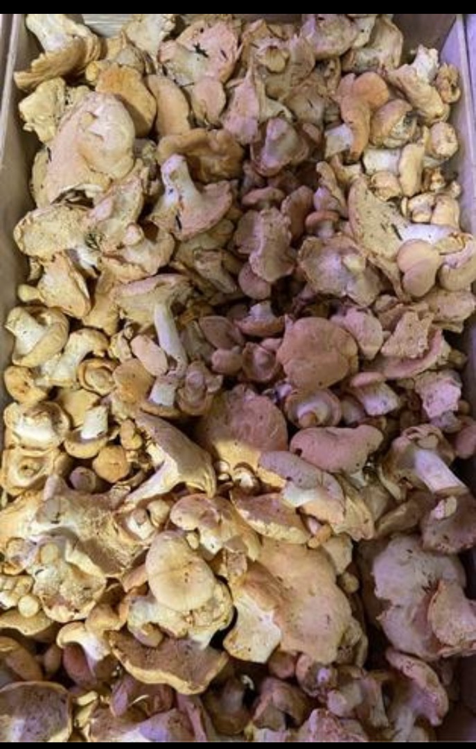Se vende Angula de monte, 9 euros per kilo, zone Galicia