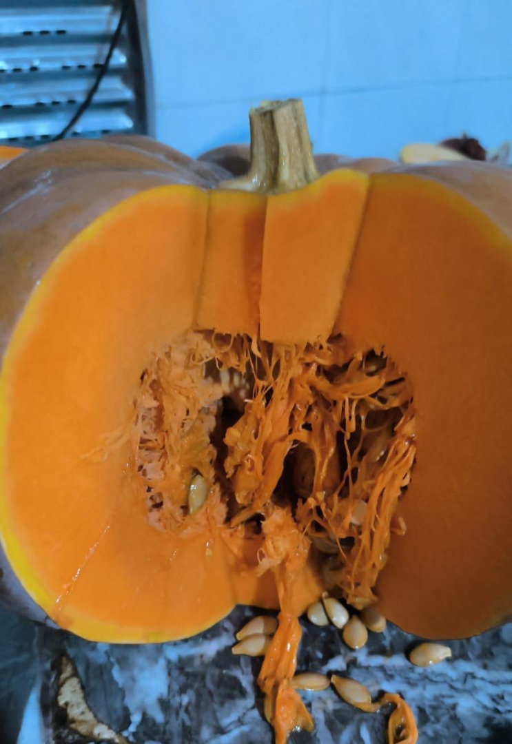 I will sell good quality organic pumpkin from Morocco